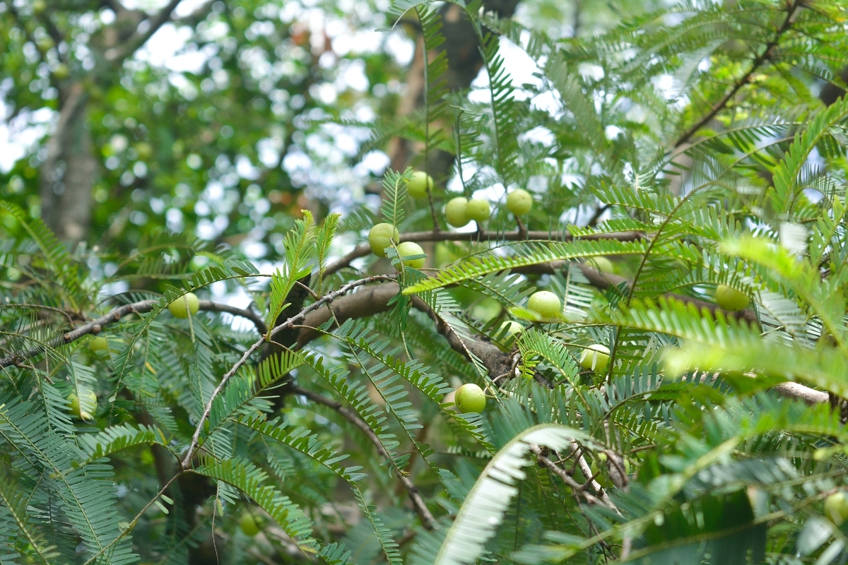Unlocking Amla's Genetic Secrets: In A First, IISER Bhopal Decodes Indian Gooseberry's Genome