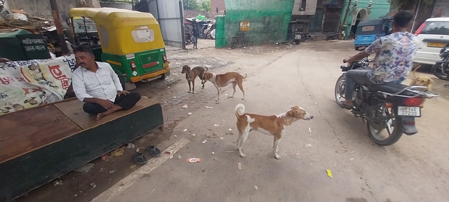 Dogs in the colony