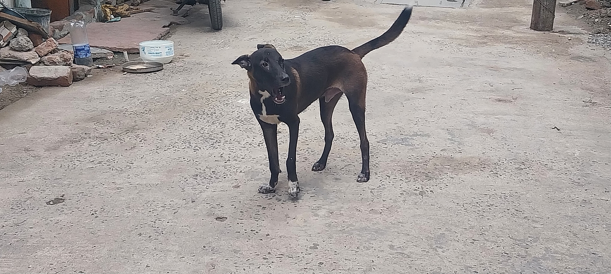 Dogs in the colony