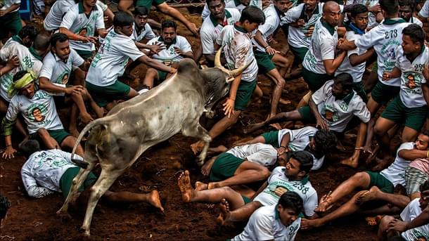 A bull charges towards the crowd and men are seen scattering on the double