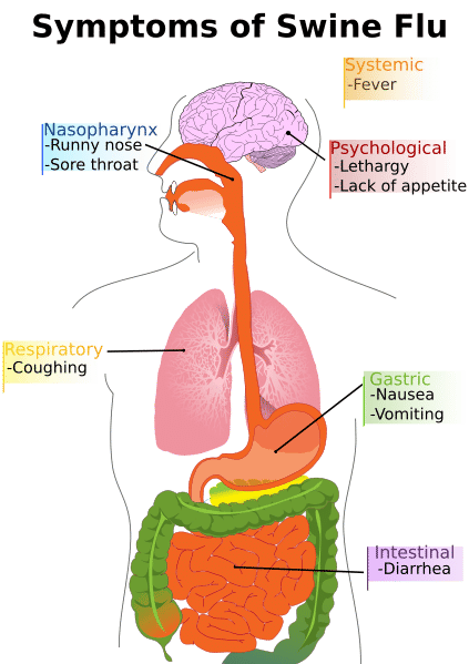 Main symptoms of swine influenza