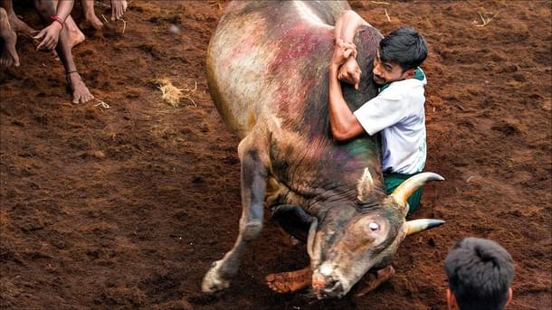 A participant holds onto the bull which attempts to throw him “off hump”.