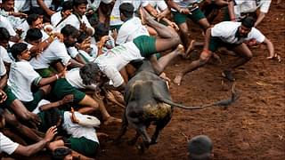 A participant has been thrown aside by a bull – unlikely he would have gotten away without any injuries!
