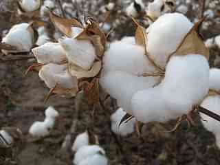 Cotton plant&nbsp;