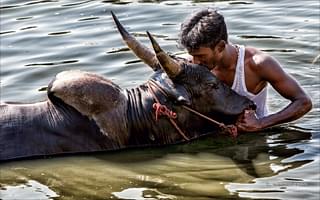 A bull gets a cool dip and some affection from his master