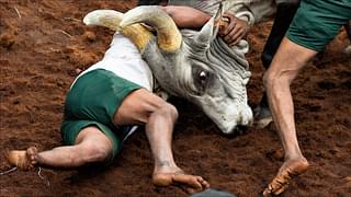 A bull has thrown down a young man and attempts to gore him.