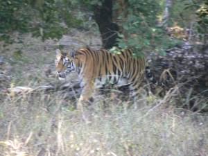 Solitary tiger