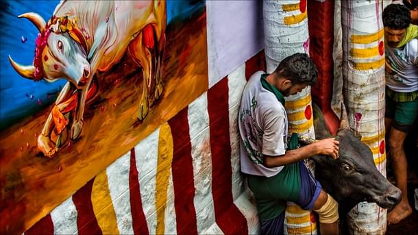 The bull is released 