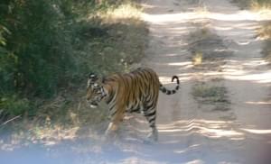 This is Banbehi, mother of three cubs