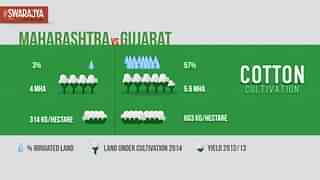 How Gujarat Beats Maharashtra In Cotton Irrigation