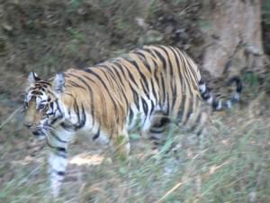 Tiger at Bandhavgarh