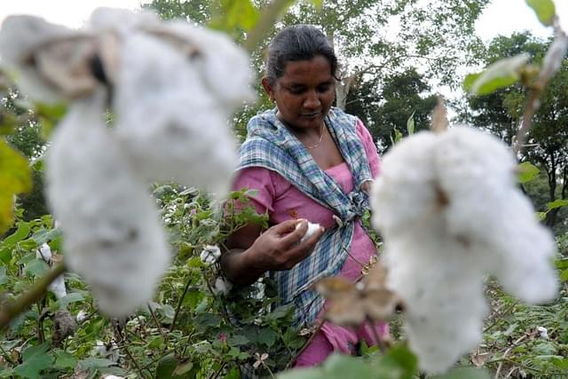 A woman at a cotton plantation.
