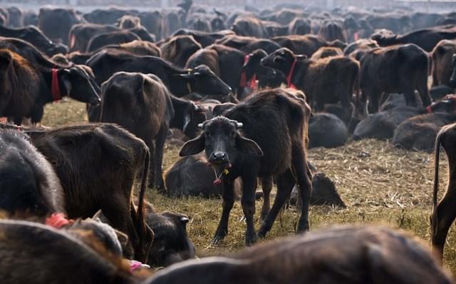 Buffaloes at the Gadhimai festival just before the sacrifice