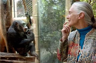 

 Jane Goodall, the British primatologist began her pioneering study of chimpanzees more than 40 years ago in Tanzania. (Photo: JENS SCHLUETER/AFP/Getty Images)