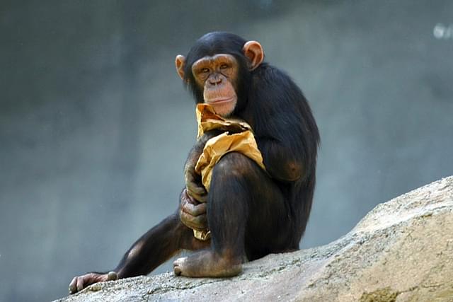 Chimp at Los Angeles Zoo [By Aaron Logan]
