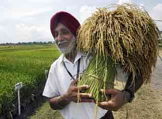 A scientist holds up a stalk of paddy (Image: AFP/Getty Images)