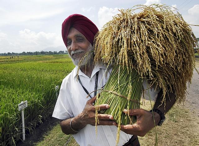 A scientists holds up a stalk of paddy (Image: AFP/Getty Images)