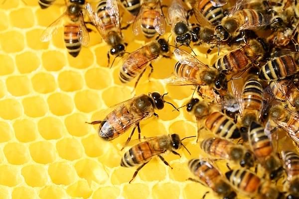 A swarm of bees are a clear sign of collective intelligence