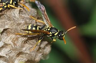 A young female paper wasp/Joaquim Alves Gaspar/Wikimedia Commons