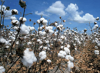 Bt cotton has raised our country’s production severalfold. In 2014-15, India

became the world’s second largest cotton producer, after China.
