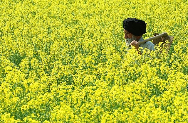 An Indian farmer walks through a mustard field in Baran
village near Patiala. Photo credit:  STRDEL/AFP/GettyImages.