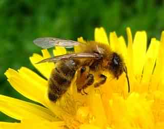 Honey bee on a dandelion (Orangeaurochs/Wikimedia Commons)&nbsp;