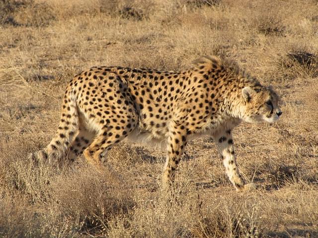 Male Asiatic cheetah (Behnam Ghorbani/Wikimedia Commons)