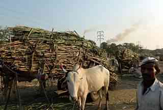 A farmer stands with bullock carts laden with sugarcane outside a sugar factory in Maharashtra. (PUNIT PARANJPE/AFP/Getty Images)
