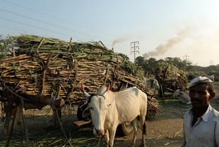 A farmer stands with bullock carts laden with sugarcane outside a sugar factory in Maharashtra. (PUNIT PARANJPE/AFP/Getty Images)