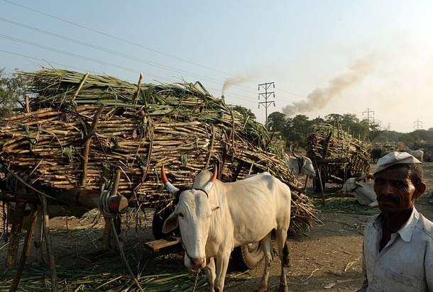 A farmer stands with bullock carts laden with sugarcane outside a sugar factory in Maharashtra. (PUNIT PARANJPE/AFP/Getty Images)