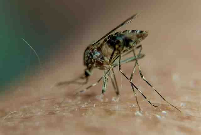 A mosquito on a person’s arm. (Representatice image) Photo credit: PHILIPPEHUGUEN/AFP/GettyImages