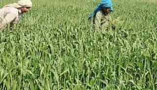 Wheat cultivation in Himachal Pradesh