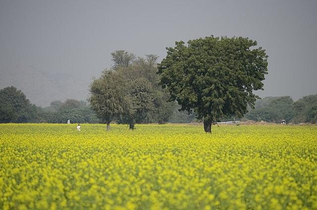 A farm in Ranakpuri, Rajasthan (Ana Raquel S. Hernandes/Wikimedia Commons)