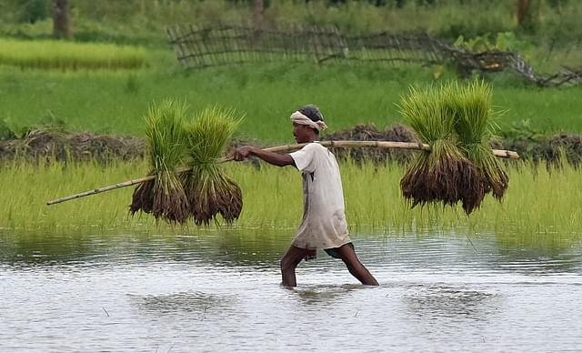 An Indian farmer carries paddy seedlings for planting in his field. (BIJU BORO/AFP/GettyImages)