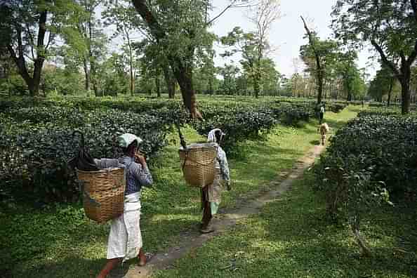 Tea plantation workers in Kaziranga, some 250km east of Guwahati. (BIJU BORO/AFP/GettyImages)