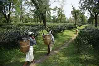 Tea plantation workers in Kaziranga, some 250km east of Guwahati. (BIJU BORO/AFP/GettyImages)