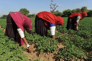 Rajasthan agriculture (SAM PANTHAKY/AFP/Getty Images) 