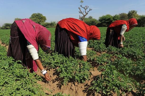 Rajasthan agriculture (SAM PANTHAKY/AFP/Getty Images) 