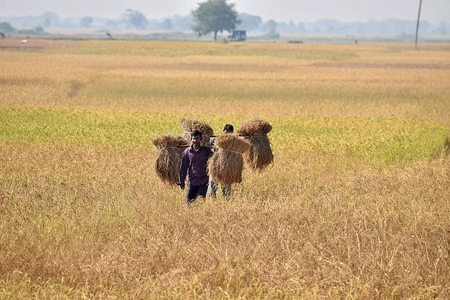 An Indian farmer carries rice seedlings from a paddy field near Guwahati. (BIJU BORO/AFP/Getty Images)