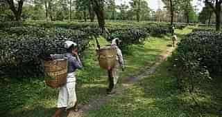 Daily wage workers walk in a tea garden in Kaziranga, some 250km east of Guwahati. (BIJU BORO/AFP/GettyImages)