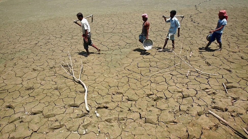
Tamil Nadu’s once lush green 
fields have withered and wilted. (Photo: Reuters)

