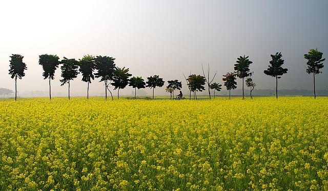 A mustard field in Ruppur village, Nadia district, West Bengal (Abhijit Kar Gupta/Flickr)