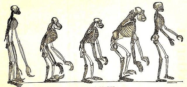 

SKELETONS OF THE Gibbon. Orangutan, Chimpanzee. Gorilla. Man. Source: Wiki Commons