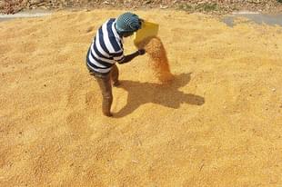 A farmer dries maize on a highway side road in Thoopran Mandal in Medak District, some 60 km from Hyderabad. (NOAH SEELAM/AFP/Getty Images)