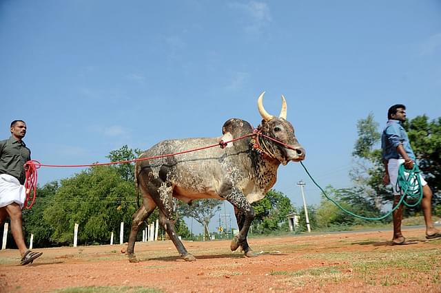 A bull being led to a venue (ARUN SANKAR/AFP/Getty Images)
