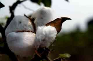 Only Bt cotton is allowed to be grown for commercial cultivation in India. (Abhishek Srivastava/Flickr)