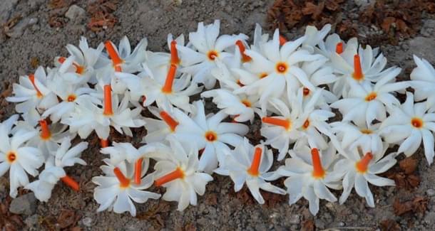 Haarsringar: The source of orange and fragrance. 