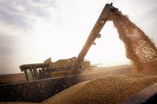 A container is being loaded with Bt-corn harvested from a farm near Rockton, Illinois. (Scott Olson/GettyImages)