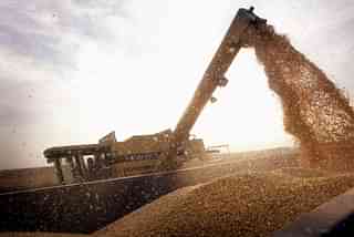 

A container is being loaded with Bt-corn harvested from a farm near Rockton, Illinois. (Scott Olson/GettyImages)