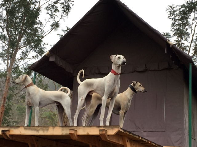 How Much Do You Know About The Indian Breeds Of Dogs?